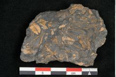 Foto (Detailansicht) von Neuropteris alpinia Sternbg. (NHMW-GEO-2024-0188-10663)